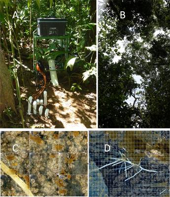 Leaf-cutter ants – mycorrhizal fungi: observations and research questions from an unexpected mutualism